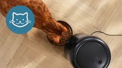 Morrhårsvänlig